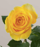 Dozen Roses Vased