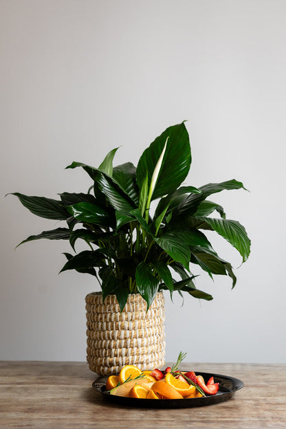 Peace lily plant and fruit platter