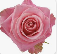 Dozen Roses Vased