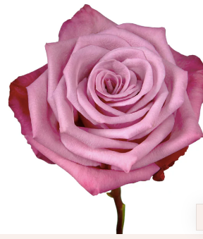 Dozen Roses Wrapped Bouquet